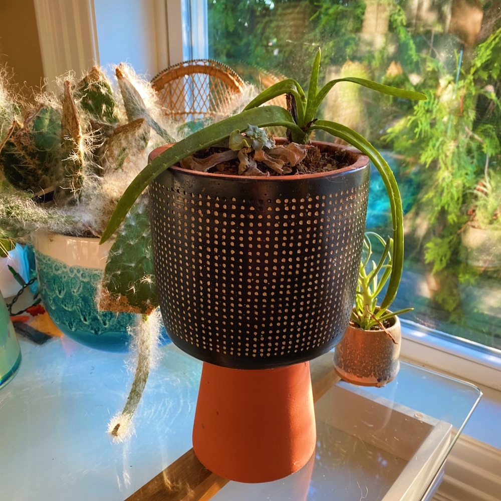 Handmade By Me Planter Terracota Dot 🔮 - Picture 5 of 16